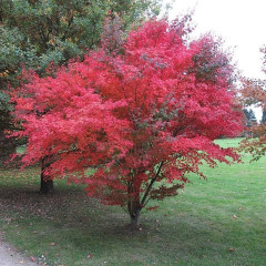 Acer palmatum var dissectum dissectum atropurpureum 240*240