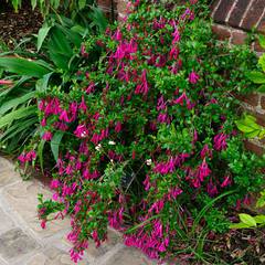 Abelia floribunda