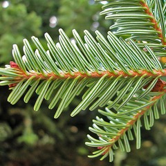 Abies alba