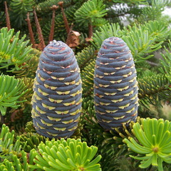 Abies koreana