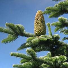 Abies procera