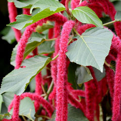 Acalypha hispida