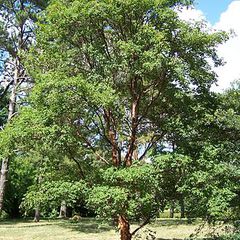 Acer griseum