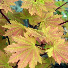 Acer japonicum