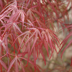 Acer palmatum atrolineare