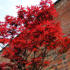 Acer palmatum atropurpureum