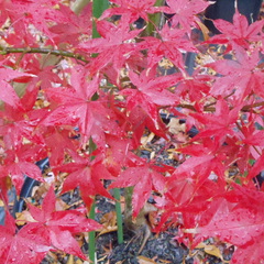 Acer palmatum moonfire