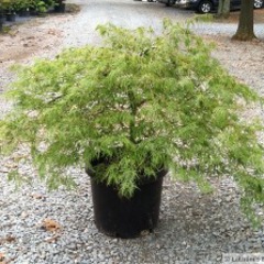 Acer palmatum var dissectum viridis