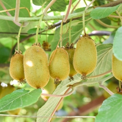 Actinidia deliciosa
