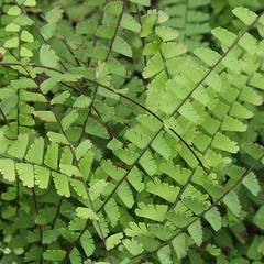 Adiantum capillus veneris fan dance