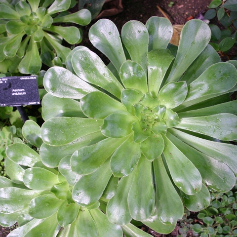 Aeonium