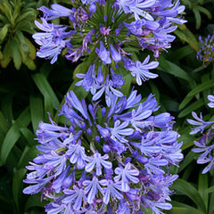 Agapanthus africanus