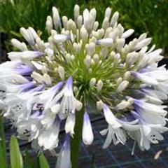 Agapanthus orientalis