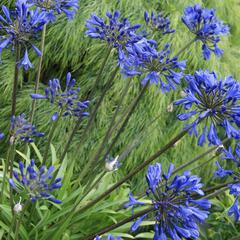 Agapanthus orientalis brilliant blue