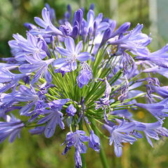 Agapanthus praecox orientalis nana alba