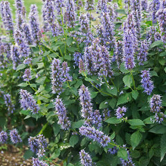 Agastache blue fortune