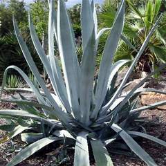 Agave americana