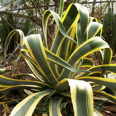 Agave americana marginata