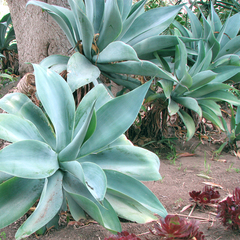 Agave attenuata nova