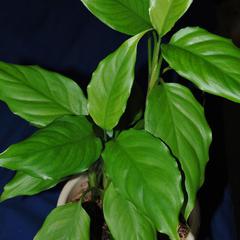 Aglaonema modestum