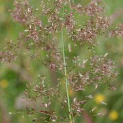 Agrostis capillaris