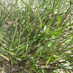 Agrostis stolonifera