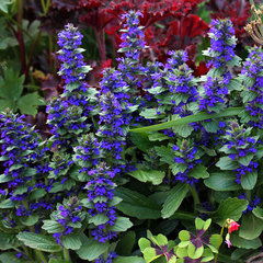 Ajuga genevensis