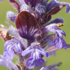 Ajuga reptans catlins giant