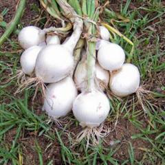 Allium cepa white granex