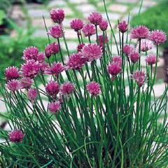 Allium schoenoprasum