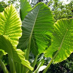 Alocasia macrorrhizos