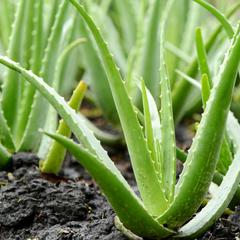 Aloe vera