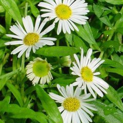 American fleabane