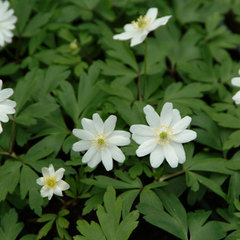 Anemone nemerosa