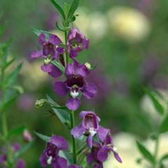 Angelonia augustifolia