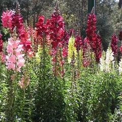 Antirrhinum majus ruby