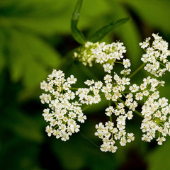 Apium graveolens