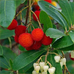 Arbutus unedo