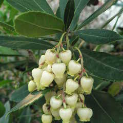 Arbutus unedo elfin king