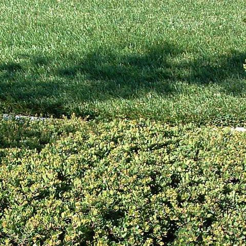 Arctostaphylos emerald carpet