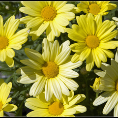 Argyranthemum frutescens