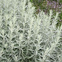 Artemisia ludoviciana silver queen