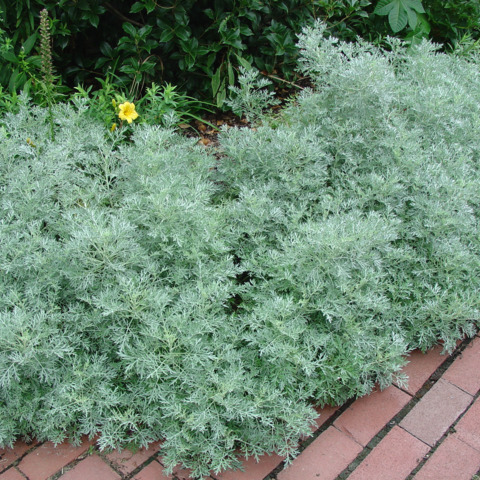 Artemisia powis castle