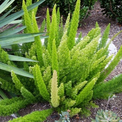 Asparagus densiflorus