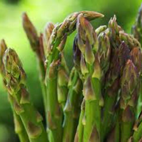 Asparagus officinalis jersey giant
