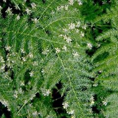 Asparagus setaceus