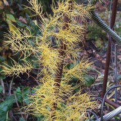 Asparagus verticillatus