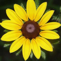 Asteraceae