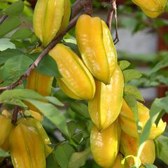 Averrhoa carambola