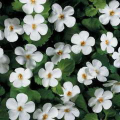 Bacopa sutera